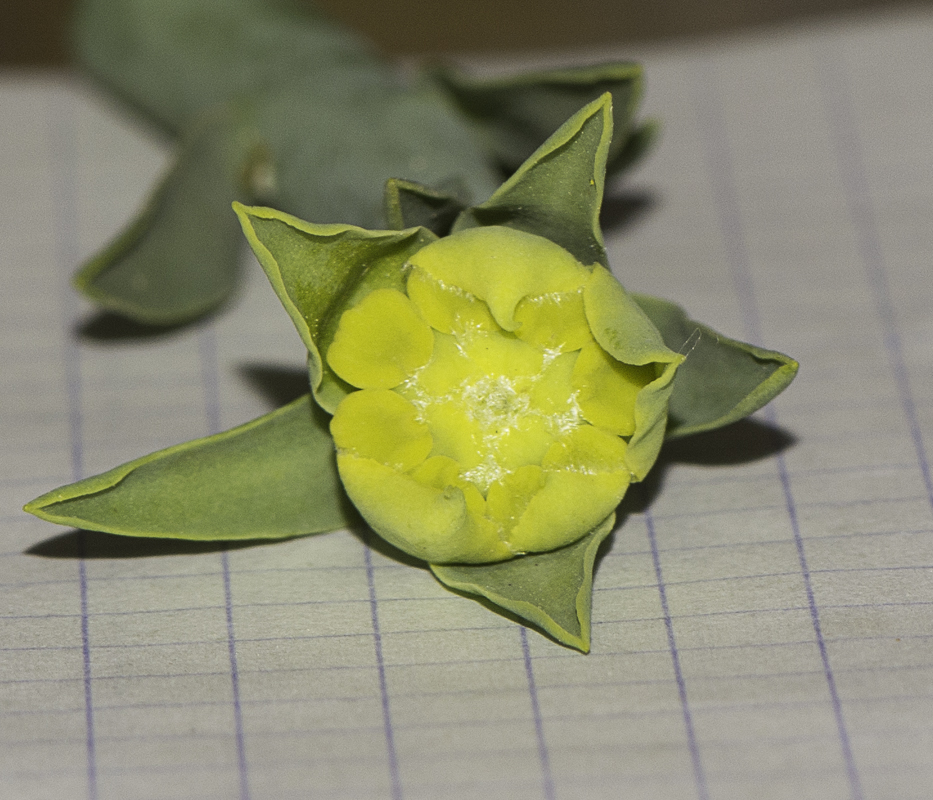 Image of Euphorbia mauritanica specimen.