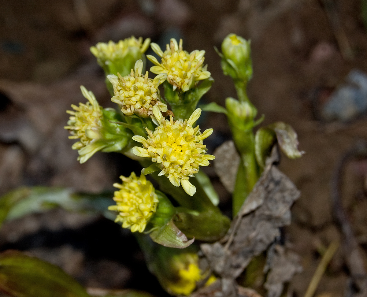 Изображение особи Petasites spurius.