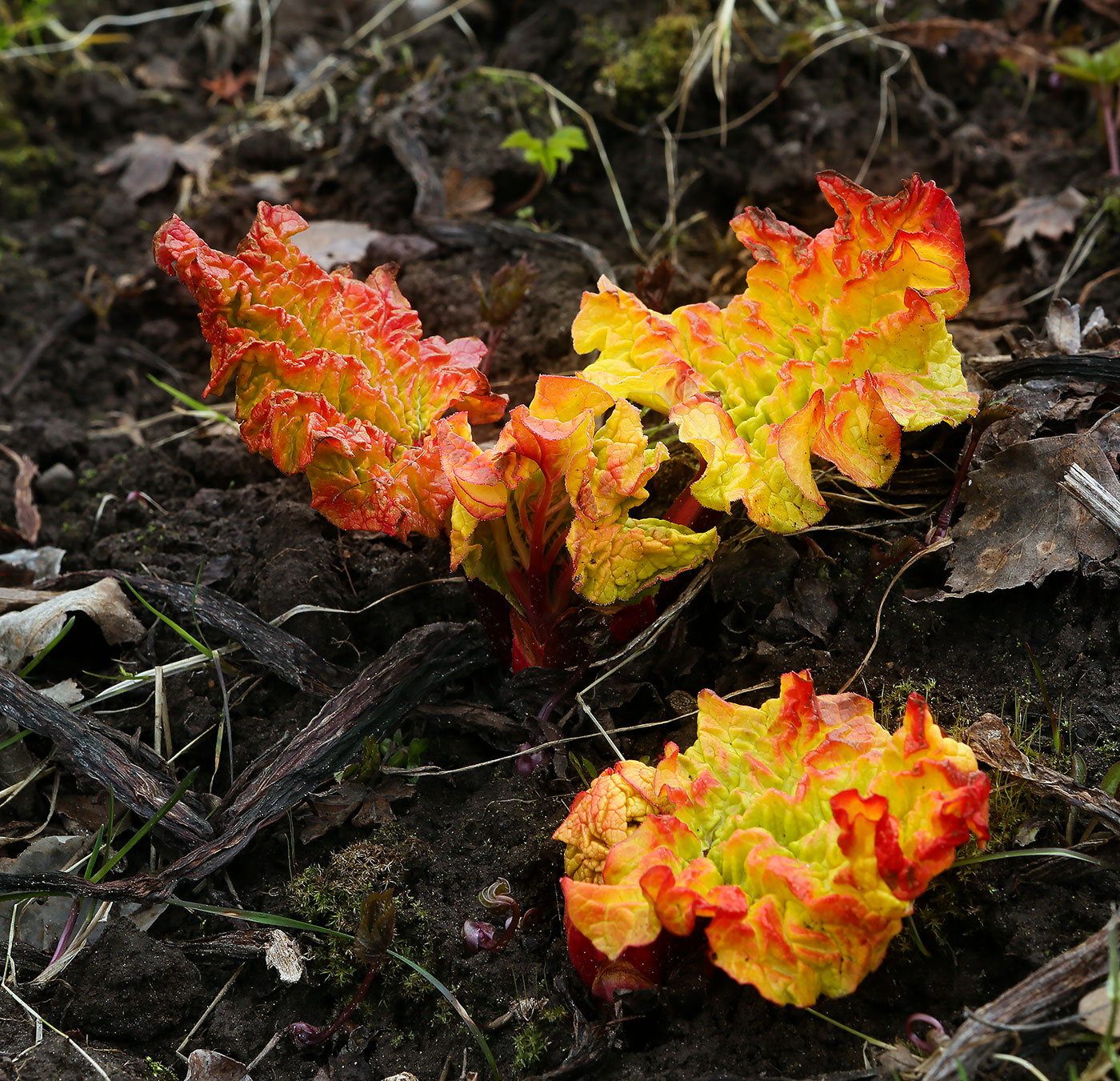 Image of Rheum rhabarbarum specimen.