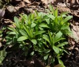 Myosotis sylvatica