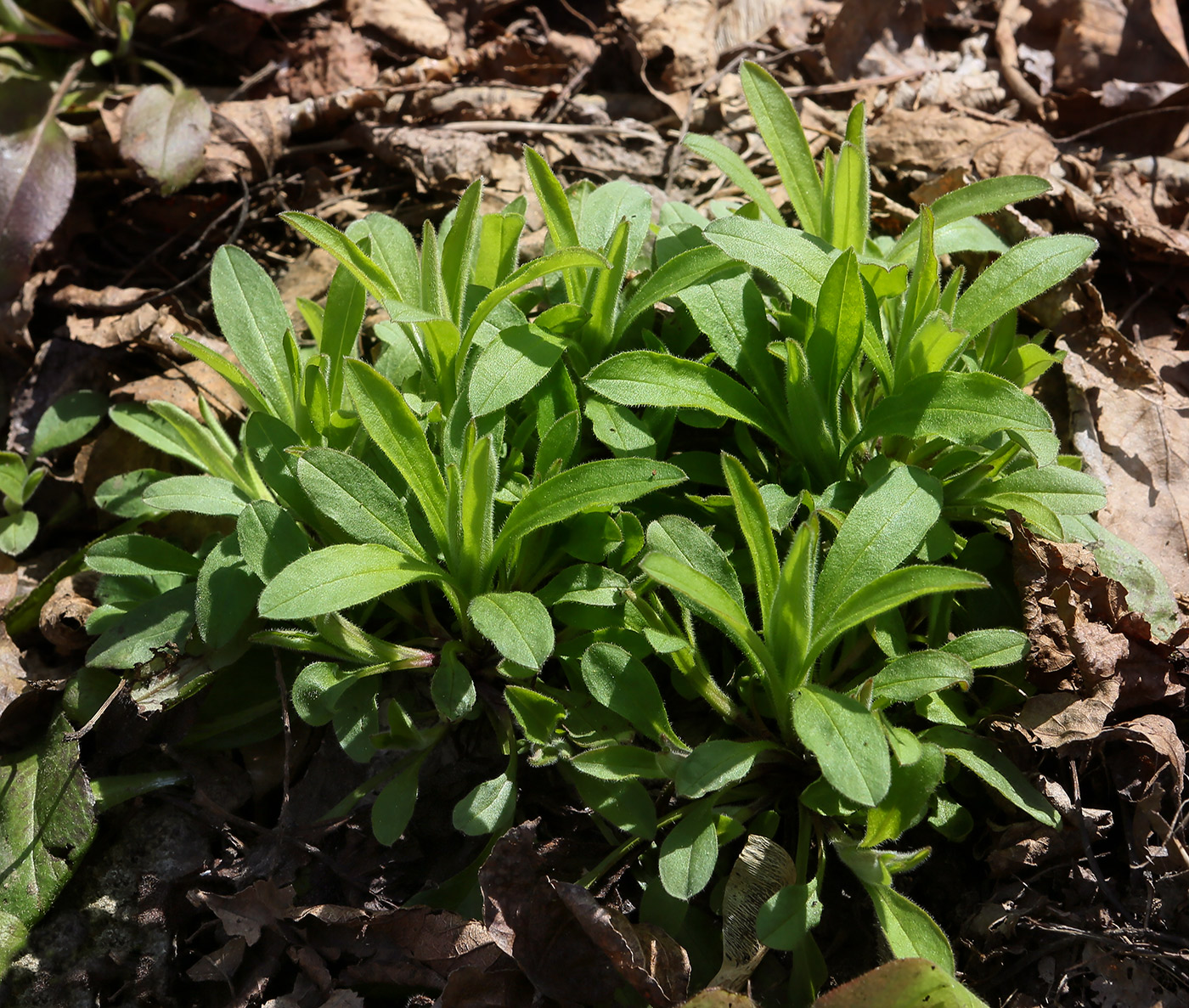 Изображение особи Myosotis sylvatica.