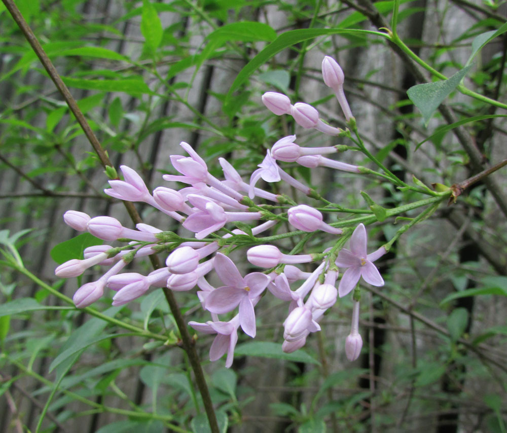 Image of Syringa persica specimen.