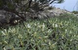 Astragalus tragacantha. Верхушки цветущих растений под ветвями Pinus halepensis. Испания, автономное сообщество Каталония, провинция Жирона, комарка Баш Эмпорда, муниципалитет Тороэлья-де-Монгри, юго-восточный сектор плато Монтанья Гран, абразионный уступ, в расщелине известняковой скалы. 22.04.2018.