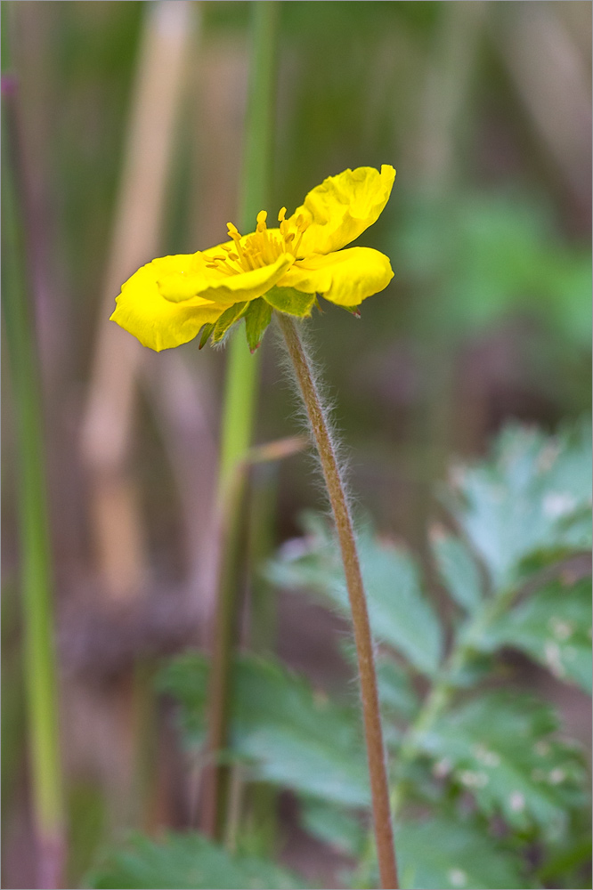 Image of Potentilla anserina specimen.