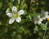 Cerastium davuricum. Верхушка побега с бутоном и цветком с личинкой клопа-травника. Пермский край, Верещагинский р-н, окр. дер. Усть-Сепыч, долина р. Лысьва, заросли на высоком берегу. 7 июля 2018 г.