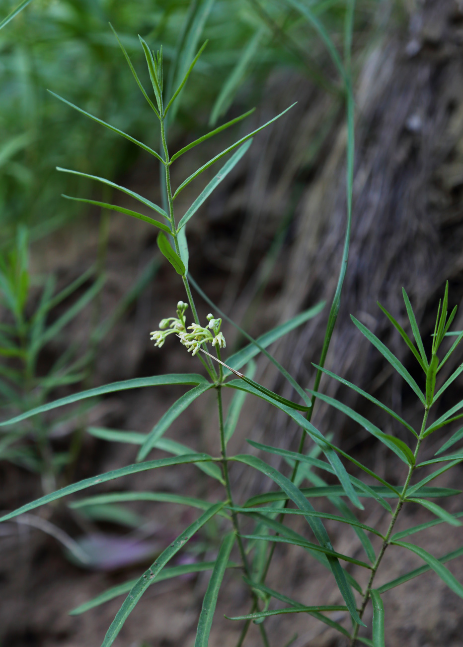 Изображение особи Vincetoxicum sibiricum.