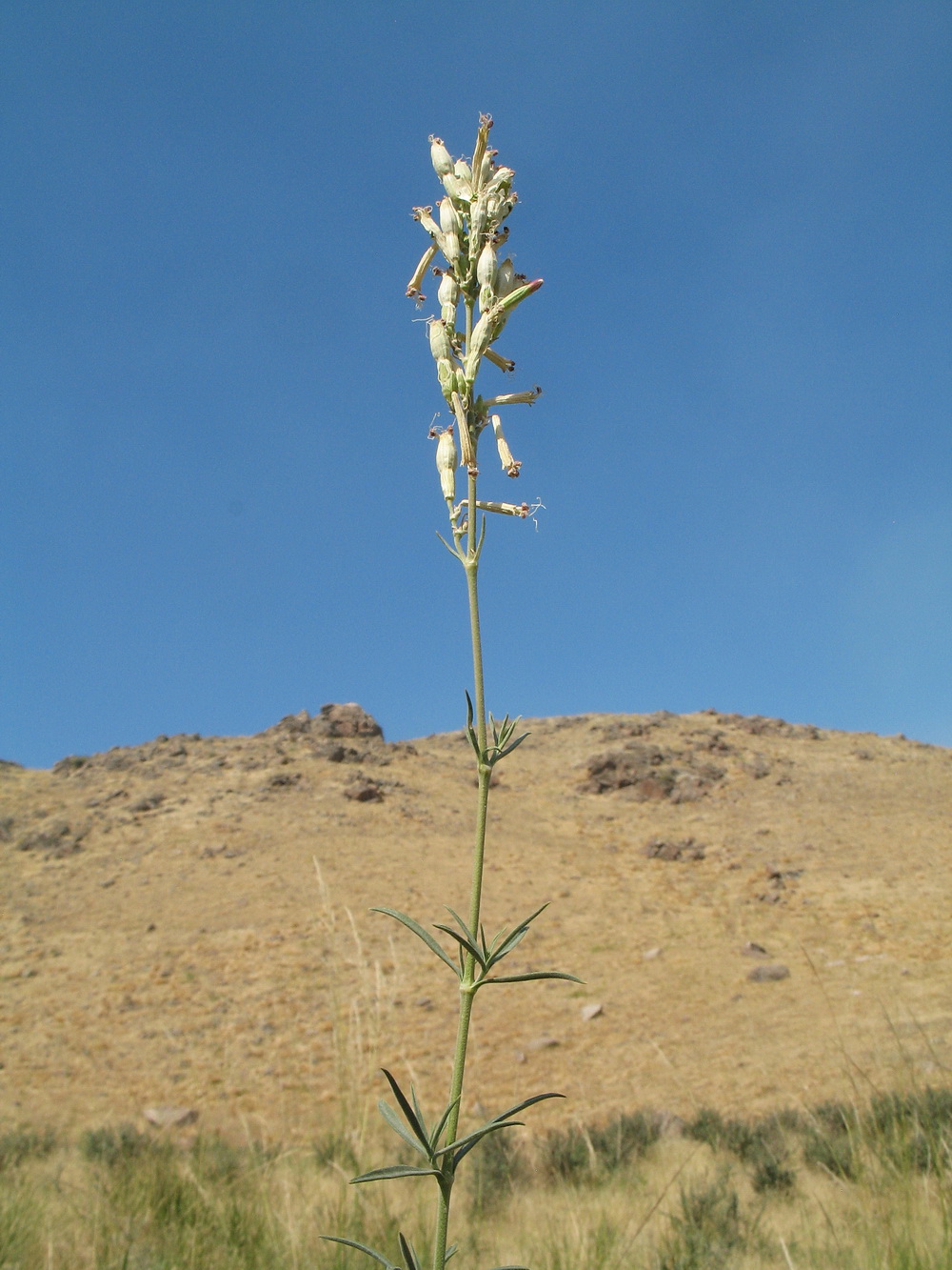 Image of Silene gebleriana specimen.