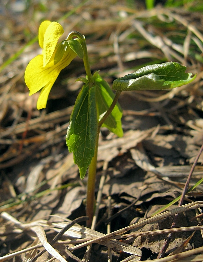 Image of Viola uniflora specimen.