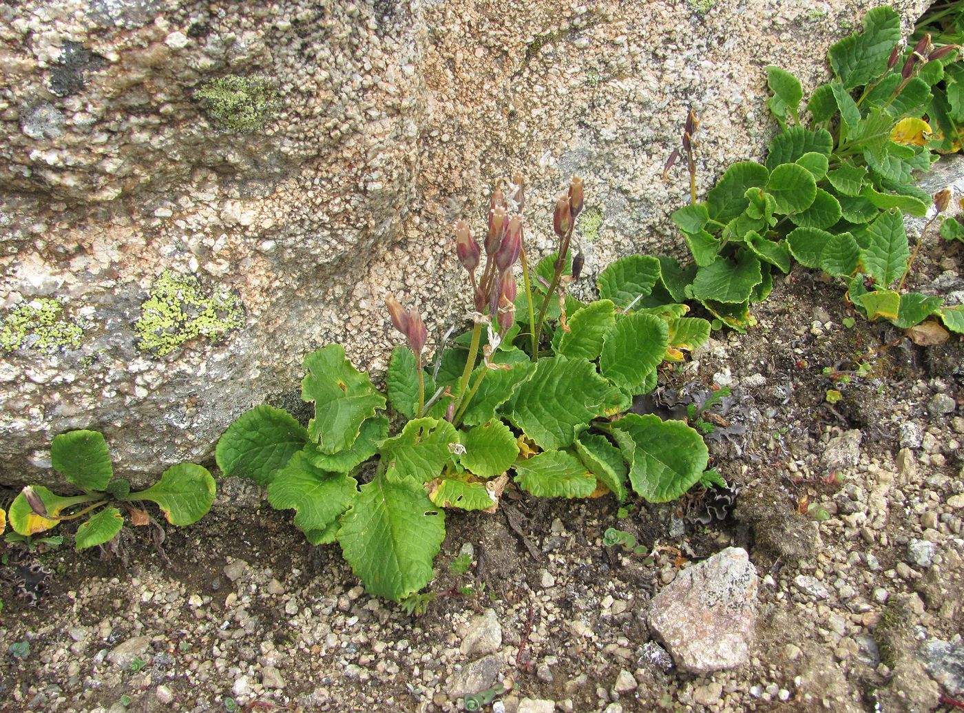 Image of Primula meyeri specimen.