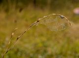 Festuca pratensis. Верхушка соплодия, опутанного паутиной в капельках росы. Пермский край, Суксунский р-н, Ключевское сельское поселение, долина р. Сылва примерно 5 км выше дер. Агафонково, на травянистой речной террасе. 20 августа 2018 г.