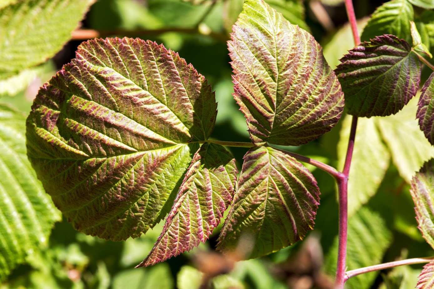 Изображение особи род Rubus.