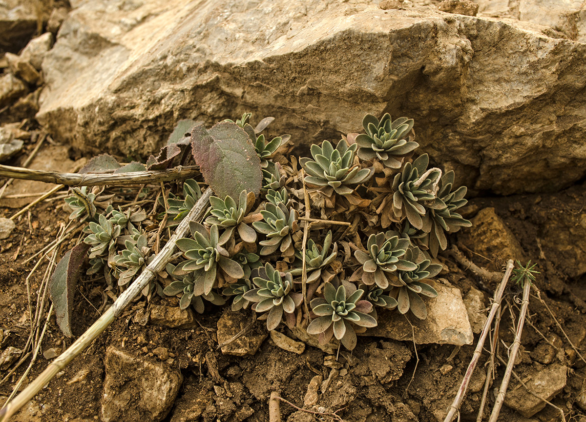 Image of Schivereckia podolica specimen.