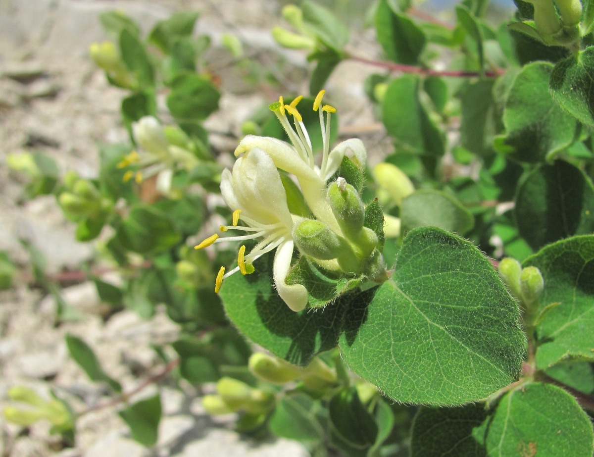 Image of Lonicera iberica specimen.