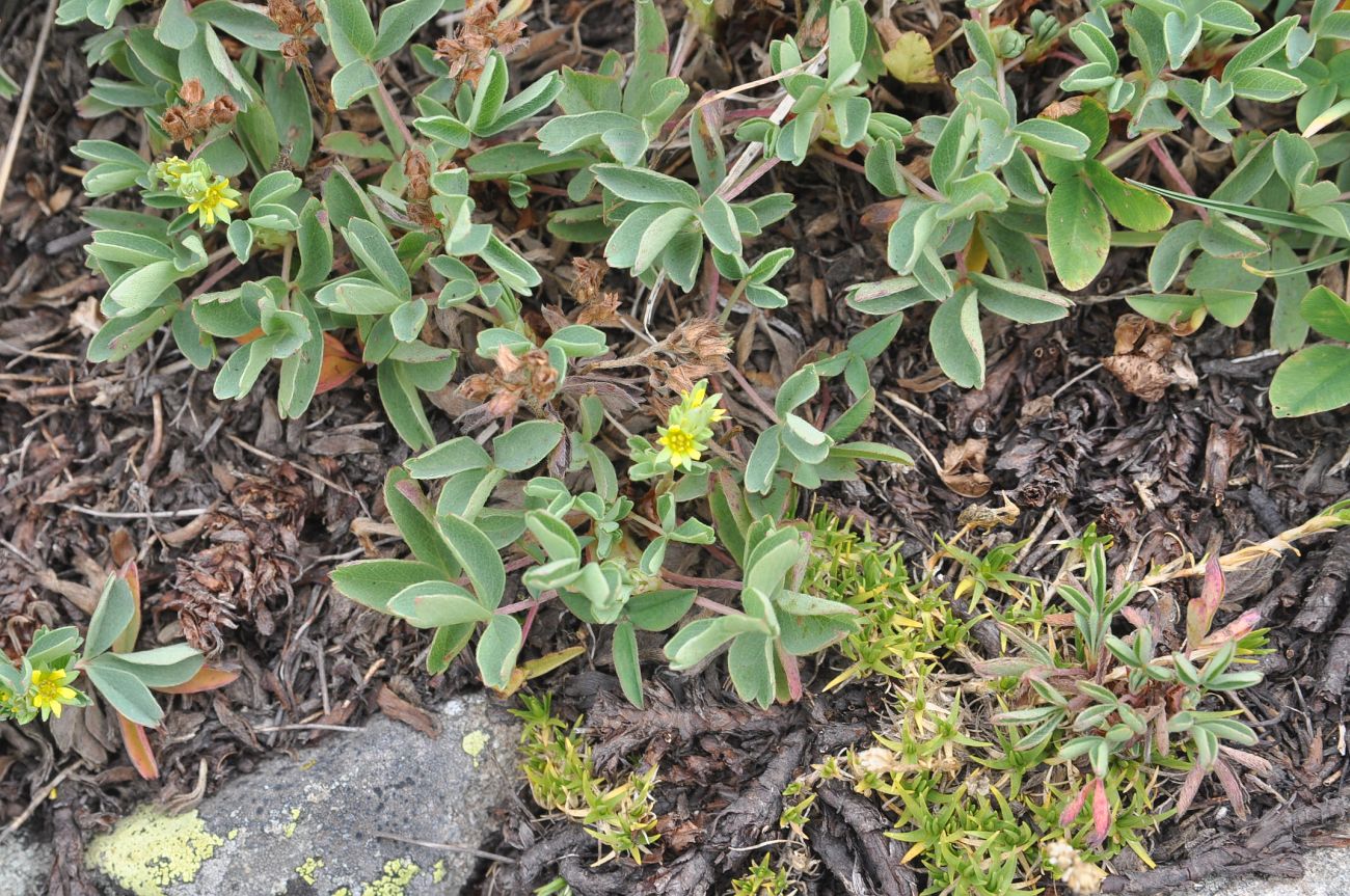 Image of Sibbaldia semiglabra specimen.