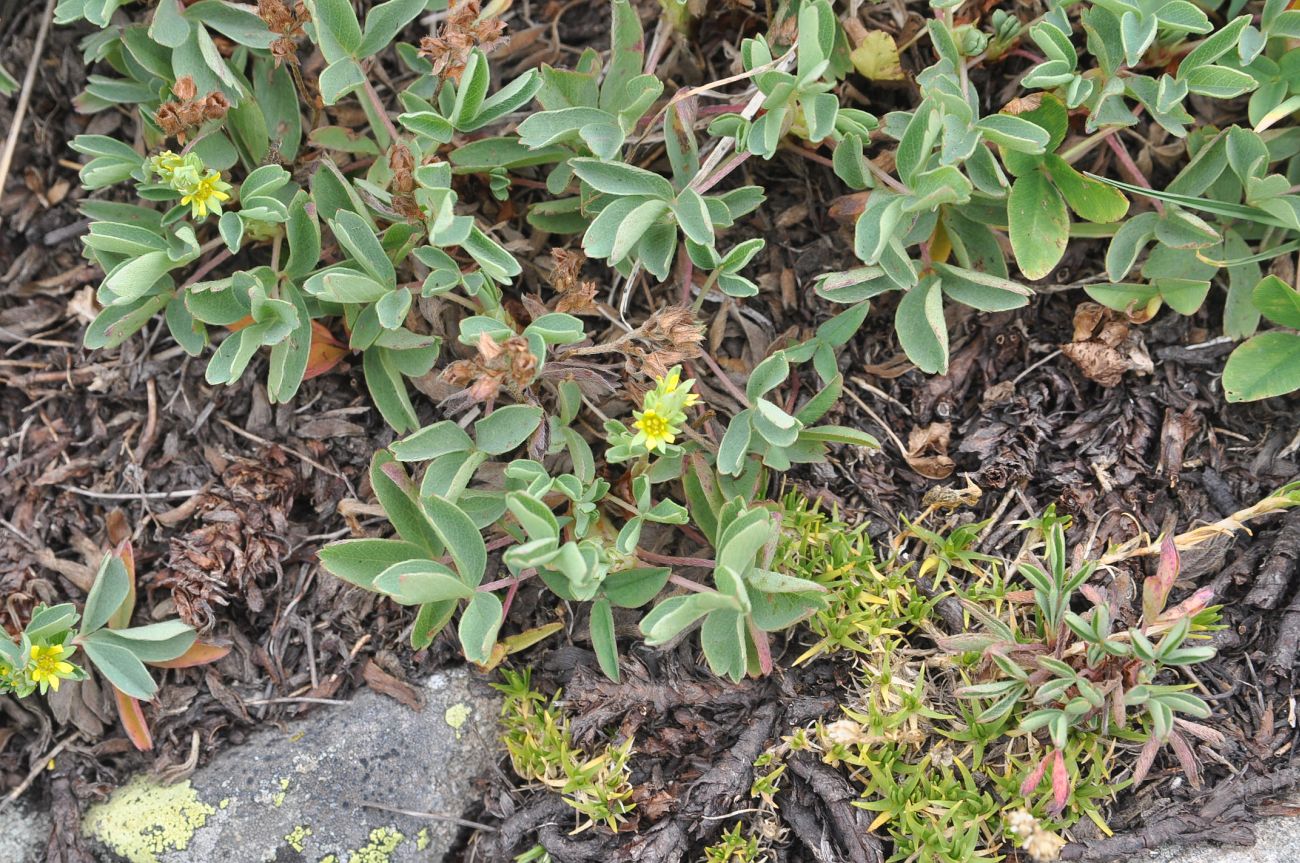 Изображение особи Sibbaldia semiglabra.