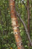 Betula subarctica. Ствол (диаметр - 6-8 см) средневозрастного дерева в густом березняке. Окрестности Мурманска, 20.08.2008.