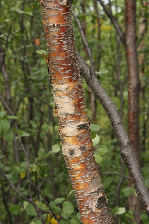 Изображение особи Betula subarctica.