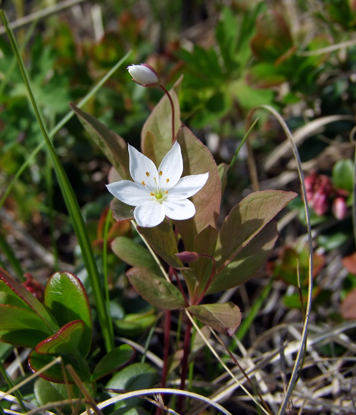 Image of Trientalis europaea specimen.