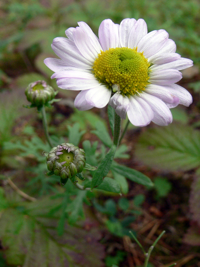 Изображение особи Chrysanthemum zawadskii.