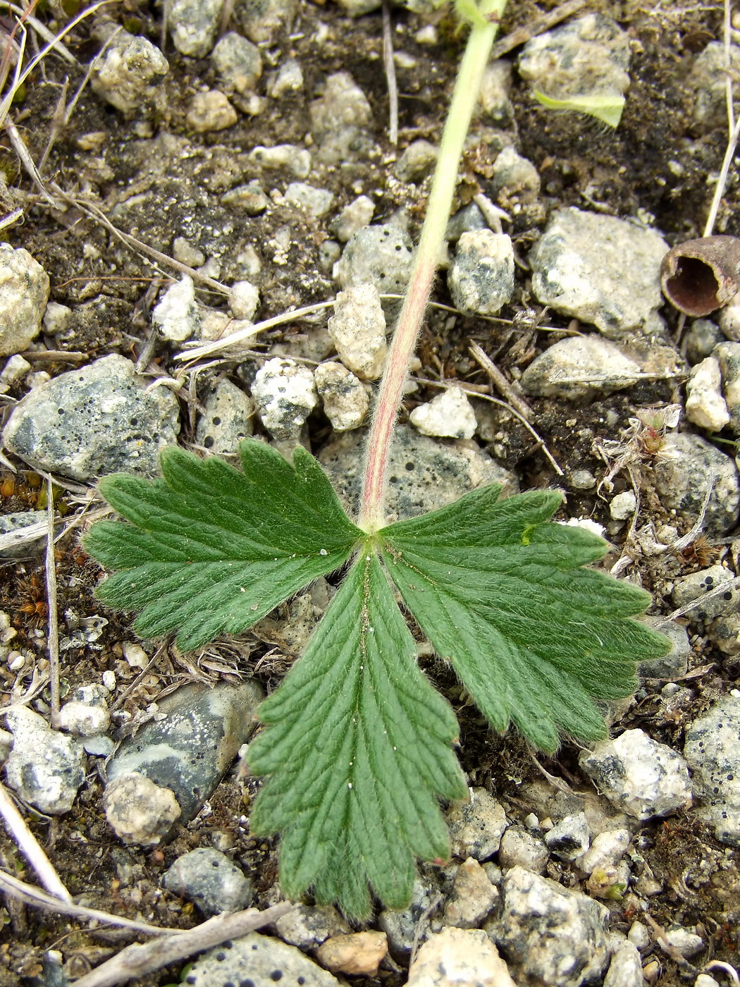 Image of Potentilla fragiformis specimen.