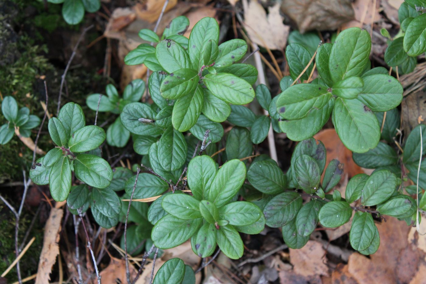 Image of Vaccinium vitis-idaea specimen.