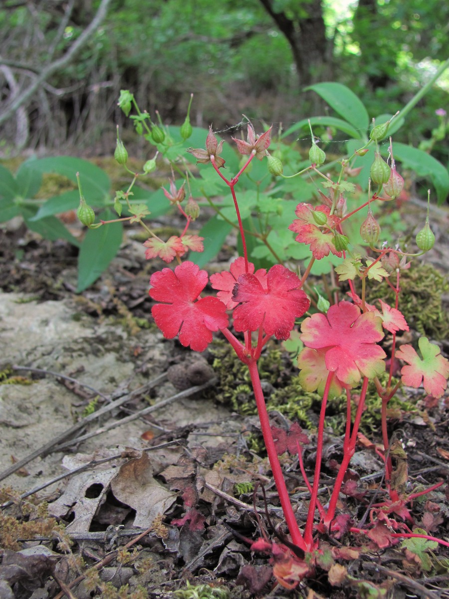 Image of Geranium lucidum specimen.