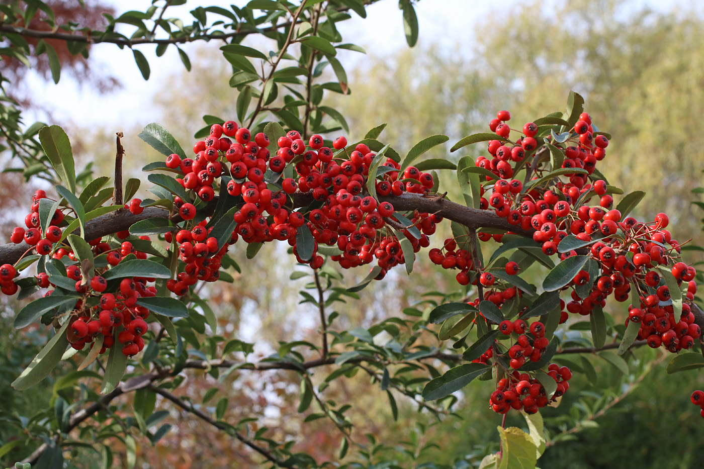 Изображение особи Pyracantha koidzumii.