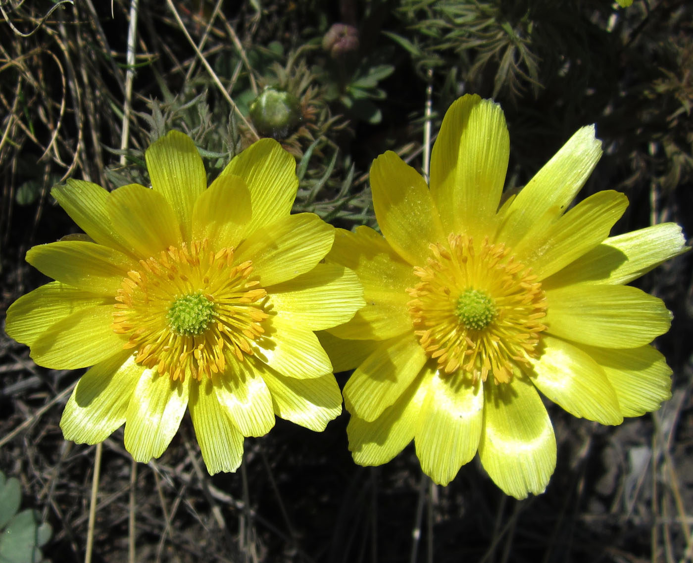 Image of Adonis volgensis specimen.