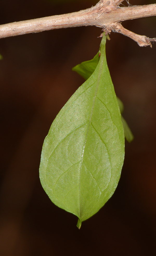 Изображение особи Lawsonia inermis.