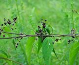 Vincetoxicum scandens. Часть побега с соцветиями. Украина, Донецкая обл., Славянский р-н, окр. г. Святогорск, пойменный луг на левом берегу р. Северский Донец. 13.06.2010.