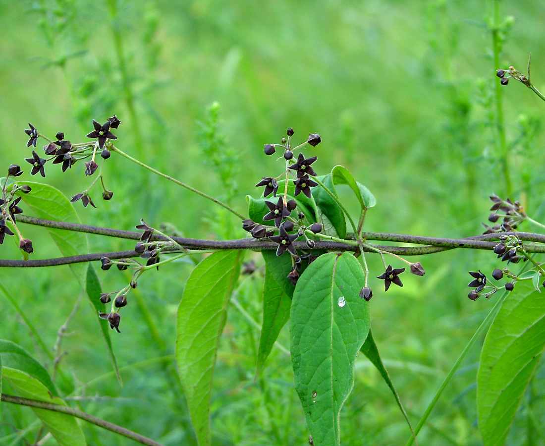 Image of Vincetoxicum scandens specimen.