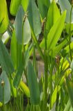 Pontederia cordata