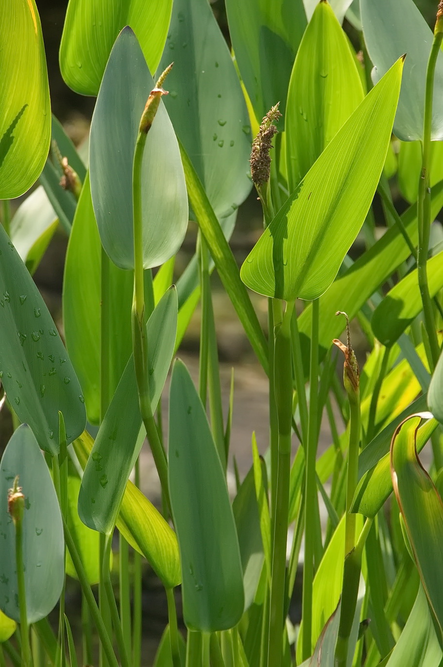 Изображение особи Pontederia cordata.