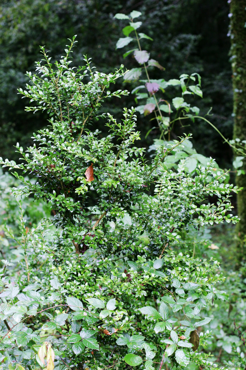 Image of Buxus colchica specimen.