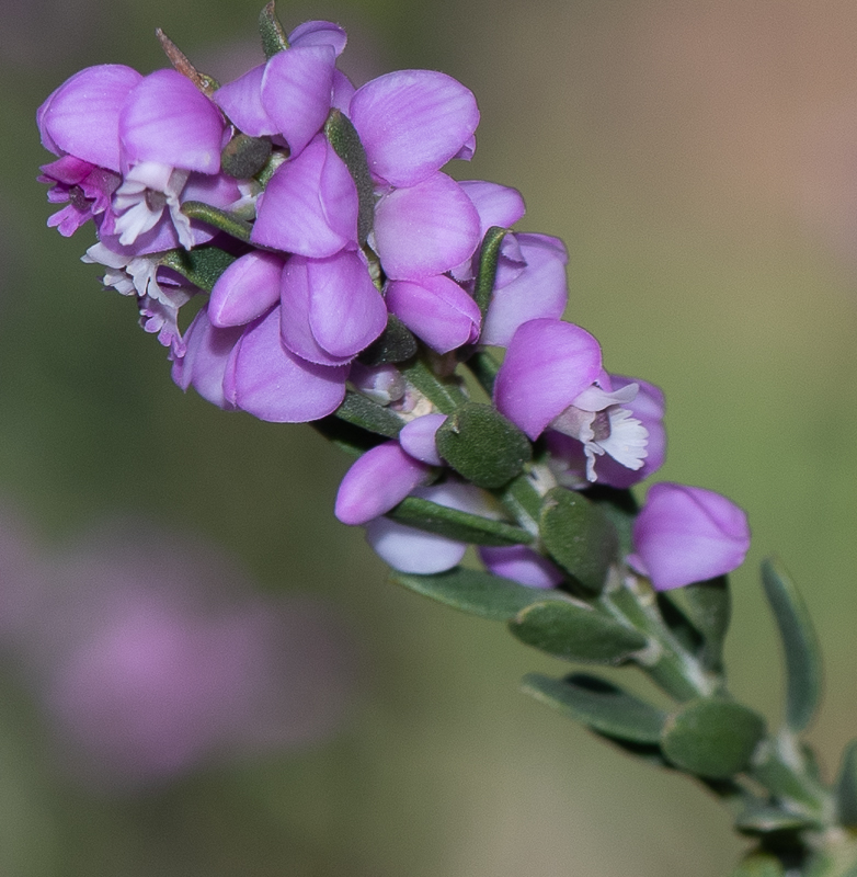 Изображение особи Muraltia spinosa.