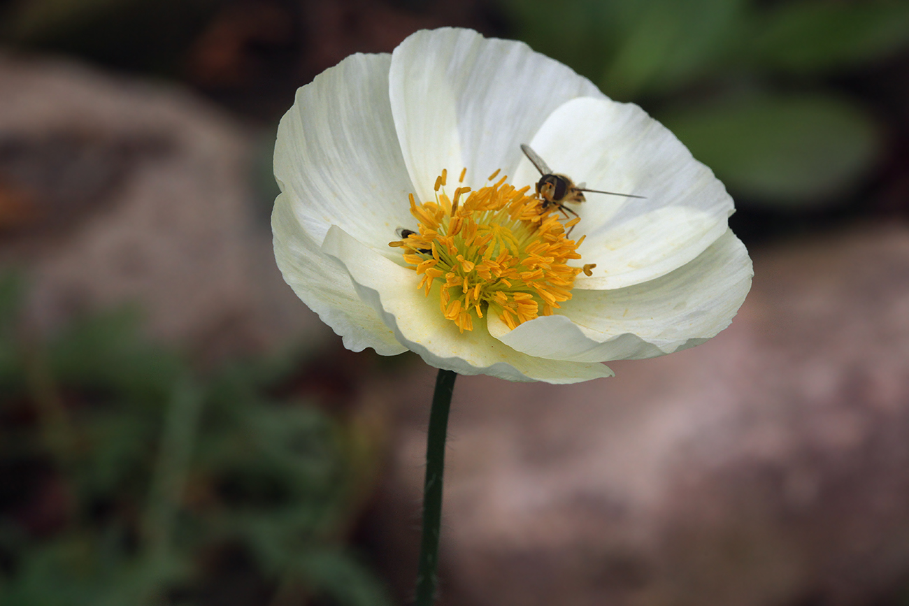 Изображение особи Papaver amurense.