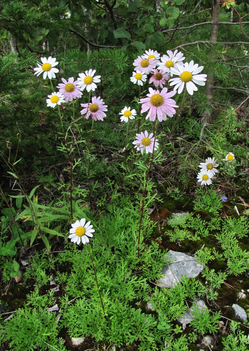 Image of Chrysanthemum zawadskii specimen.