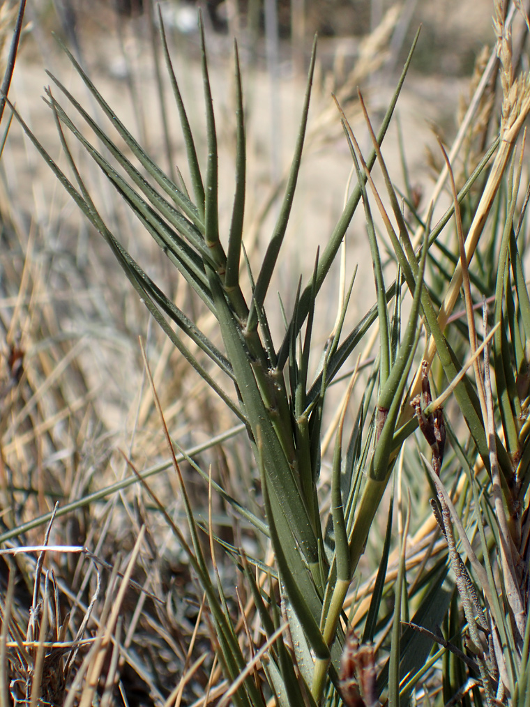 Image of Sporobolus pungens specimen.