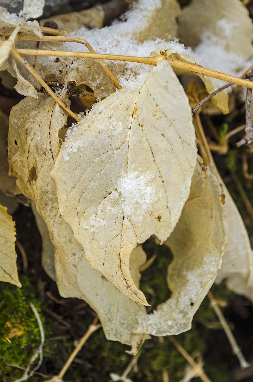 Image of Stellaria bungeana specimen.