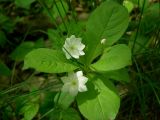 Trientalis europaea