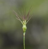 Aegilops geniculata