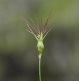 Aegilops geniculata. Соцветие. Республика Кипр, мыс Акама, лес Акама (Ακρωτήριο Ακάμας, Δάσος του Ακάμα), 350 м н.у.м., 27.04.2019.