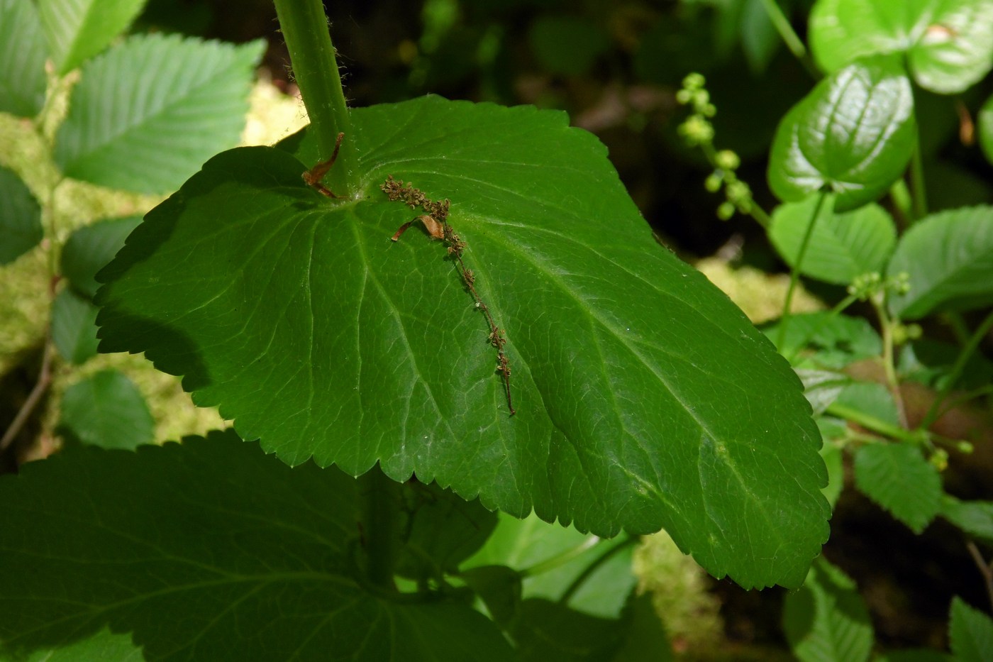 Изображение особи Smyrnium perfoliatum.