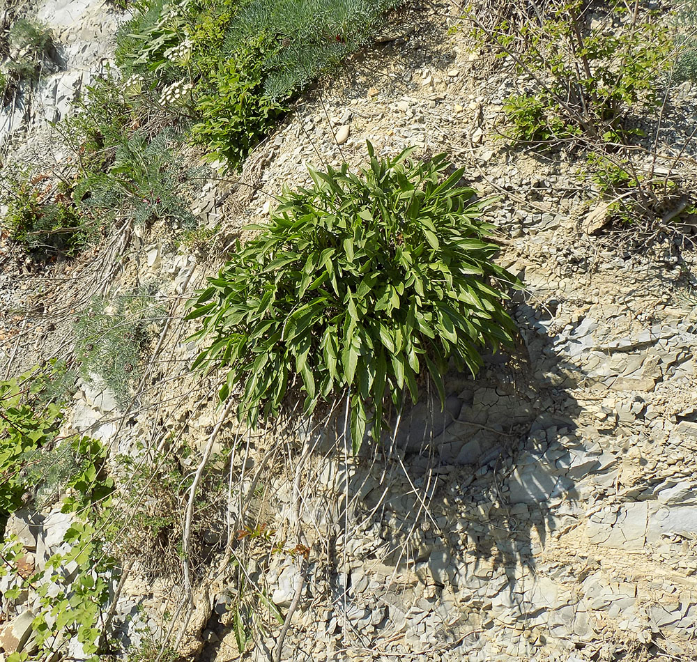 Изображение особи Cephalaria coriacea.