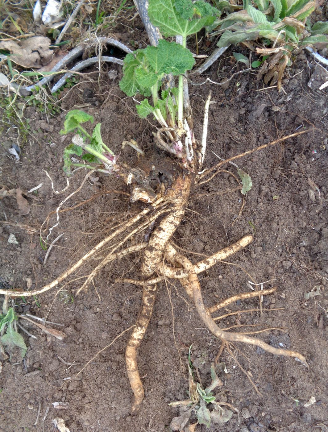 Image of Alcea rosea specimen.