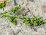 genus Galium