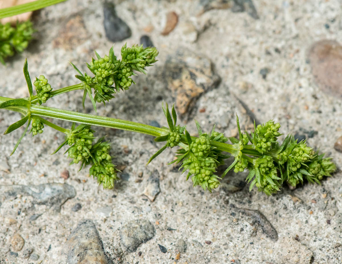 Изображение особи род Galium.