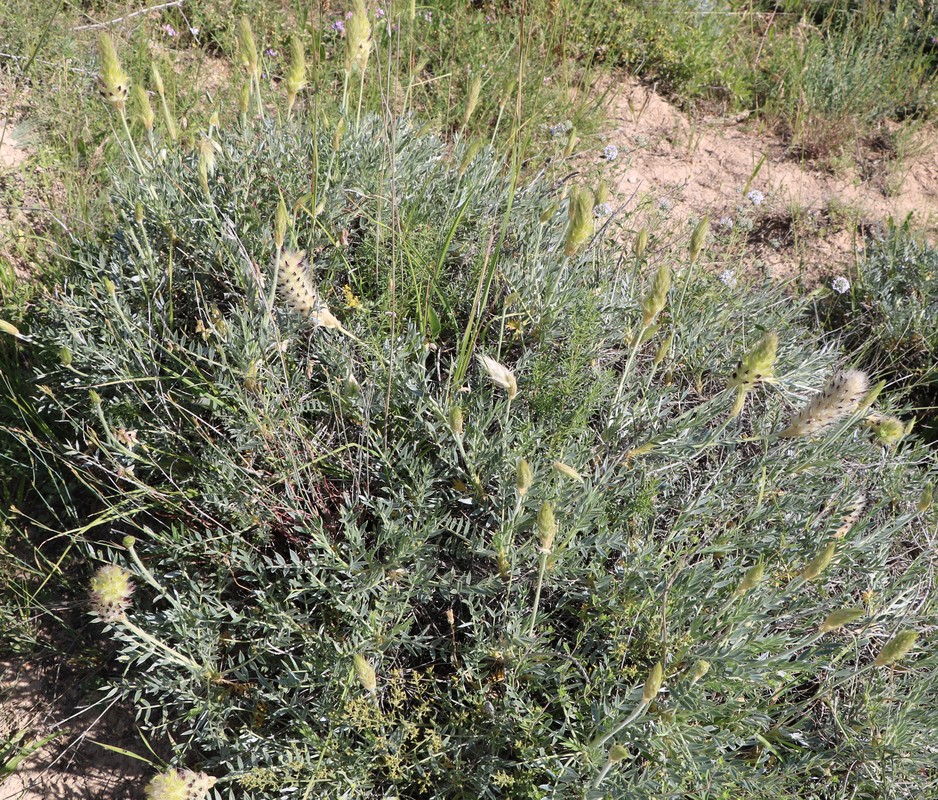 Image of Astragalus lagurus specimen.