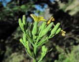 Lactuca chaixii. Соцветие (вид сбоку). Кабардино-Балкария, Эльбрусский р-н, окр. г. Тырныауз, ок. 1400 м н.у.м., близ скалы. 05.07.2019.
