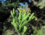 Lactuca chaixii